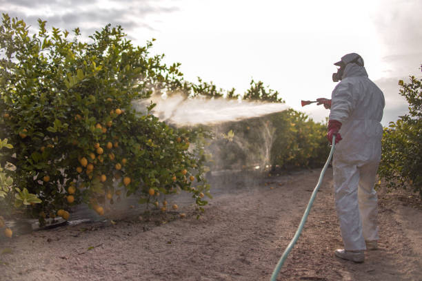 Reliable Carrizo Hill, TX Pest Control Solutions