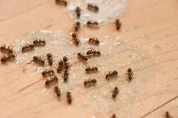 Best Pest Control Near Me  in Carrizo Hill, TX